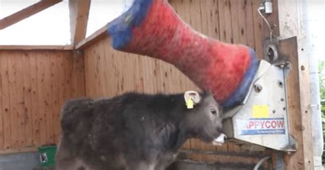 A Cow Getting A Massage Will Be The Best Thing You See Today The