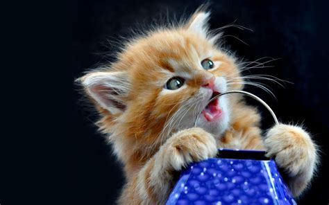 Kittens Wallpaper ·① Download Free Stunning Full Hd Wallpapers For