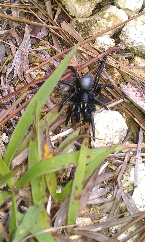 New Species Of Venomous Spider Discovered In Florida Looks Like Pitch