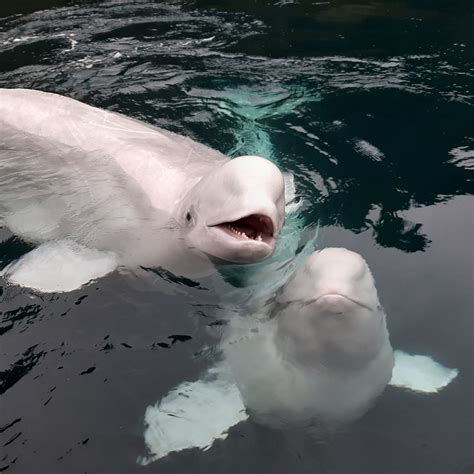 Worlds First Beluga Whale Sanctuary To Be Created In Iceland