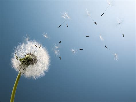 How Dandelions Decide To Spread Their Seeds