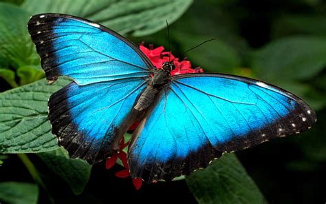 Blue Butterflies Wallpaper Hd