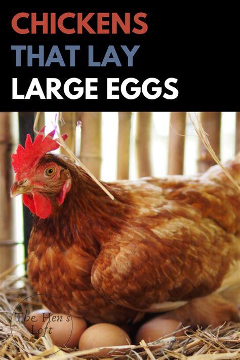 Top Breeds Of Chickens That Lay Large Eggs The Hen S Loft Laying