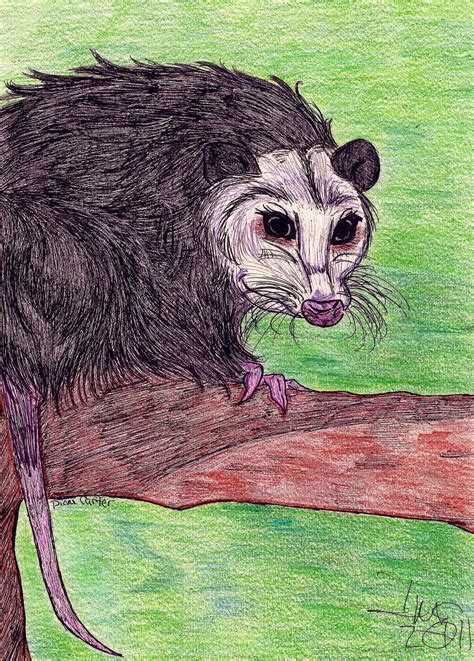Virginia Opossum Colored By Blondekitsunehanyou On Deviantart