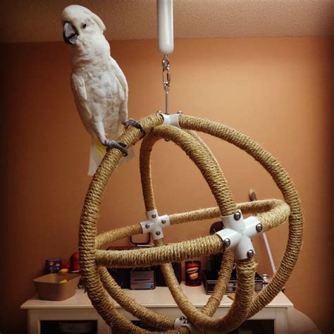 These stocks will yield you lots of options to get your birds happy for hours. 136 best Z Birds PARROT PERCHES images on Pinterest ...