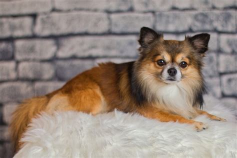Information About Long Hair Chihuahua Breed Pets Nurturing