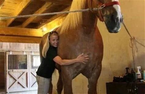Big Jake Worlds Tallest Horse