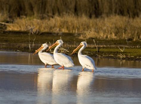 Montanas Birding Hotspots