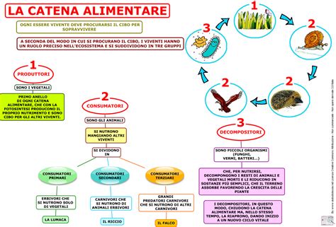 Gli Animali Sc Elementare Catena Alimentare