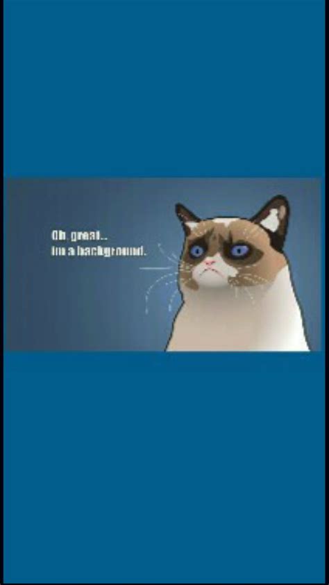 Grumpy Cat Meme Hd Phone Wallpaper Peakpx