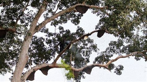 Jun 26, 2021 · baca juga: Merasakan Manfaat Hutan Pedalaman Riau Lewat Madu Sialang ...
