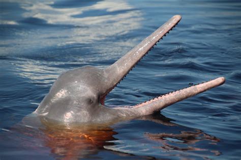 River Dolphin All Creatures Podcast