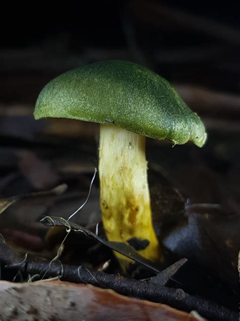 A Guide To Fungi And Wild Mushrooms On Mount Macedon Visit Macedon Ranges