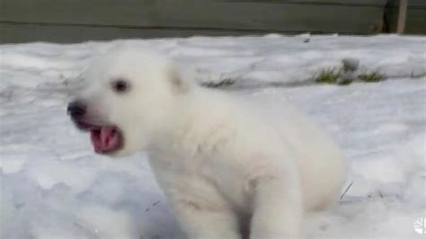 Baby Polar Bears First Snow Experience Video Abc News