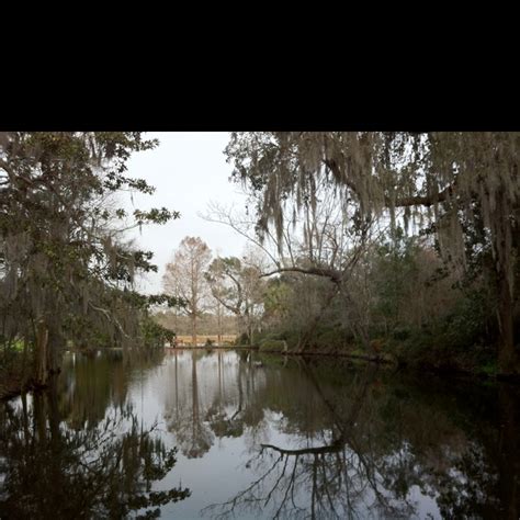 Audubon Swamp Charleston Sc Outdoor Favorite Places Swamp
