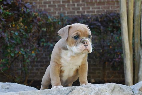 Browse english bulldog puppies for sale here! Blue Fawn Olde English Bulldogge Puppies For Sale