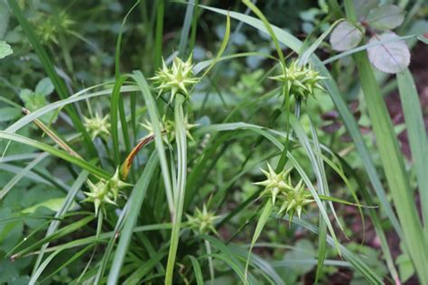 Carex Grayi Grays Sedge Information And Care — Bustling Nest