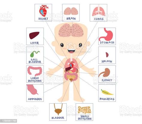 Ilustración De Niño Anatomía Interna Esquema De Aprendizaje Partes Del