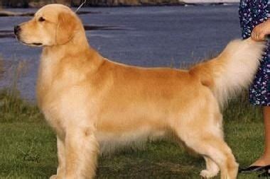 It's not surprising since according to the american kennel club (akc), the breed is the third most popular in the. AKC Champion Lines / English Golden Retrievers Honor ...