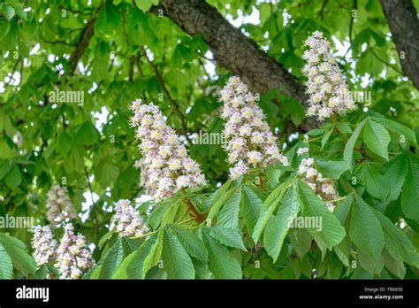 Common Horse Chestnut Aesculus Hippocastanum Blooming Branch