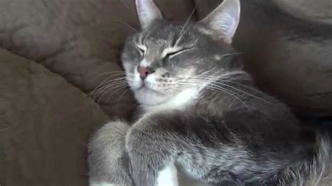 Fat Cat Sleeping Youtube