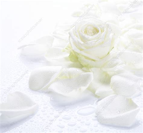 White Rose Petals Stock Image B7601980 Science Photo Library