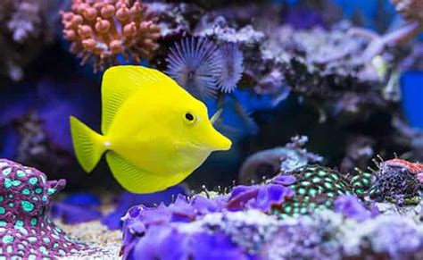 Help Protect Hawaiis Fish From The Aquarium Trade Focusing On Wildlife