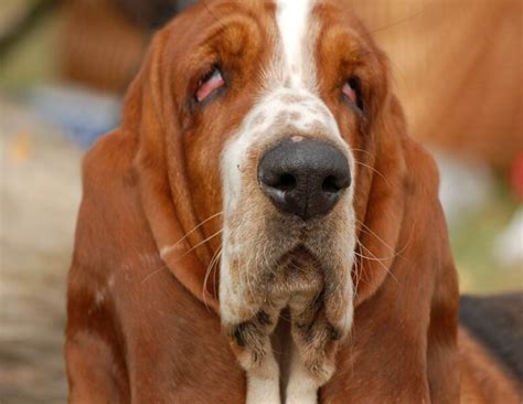 How To Clean Your Basset Hounds Ears Basset Hound Enthusiast