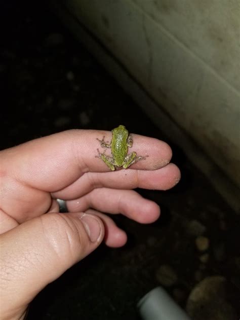 Saved A Baby Green Tree Frog I Work In A Very Dirty Factory Found It