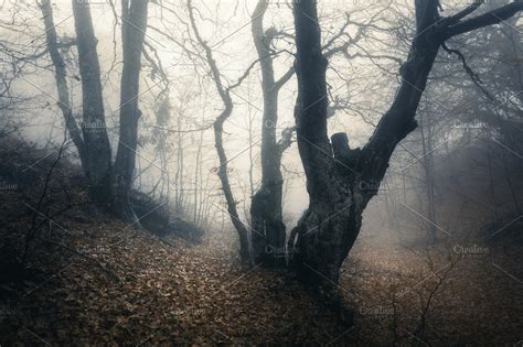 Mysterious Autumn Old Forest In Fog High Quality Nature Stock Photos