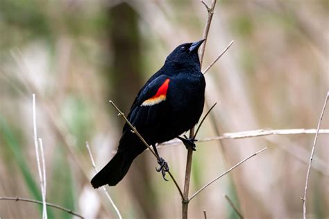 Red Winged Blackbird Holden Forests And Gardens