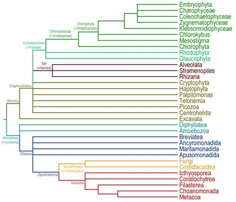 Phylogenetics Phylogeny Of Eukaryotes