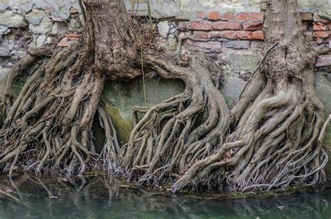Premium Photo Tree Roots In Water