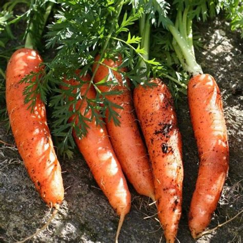 Carrot All Seasons Heirloom Carrots Australian Seed