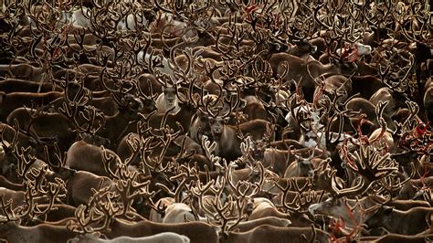 Karibu Herde Im Kobuk Valley Nationalpark Alaska Usa Bing