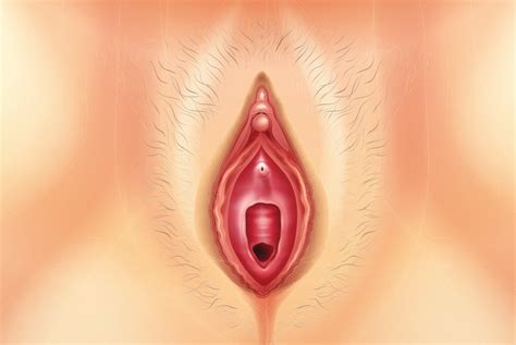 Vulva Facts Vulvastic Sexiezpix Web Porn