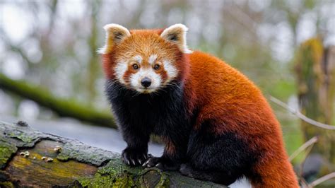 Red Panda Standing Paws Tree Bark Animal Blur Bokeh Forest Background
