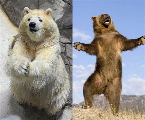 Pizzly Bears Come From Grizzly And Polar Bears Mating 9gag