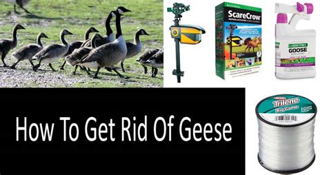 How to get rid of wild geese in our pond? How To Keep Geese Off Your Boat Dock - About Dock Photos ...