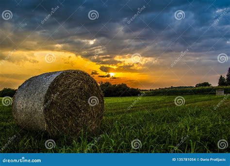 Field Of Hay In Sunset Stock Photo Image Of Field Green 135781054