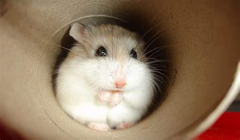 Roborovski Dwarf Hamster Facts Information And Pictures
