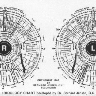 Iridology Chart Developed By Bernard Jensen Download Scientific