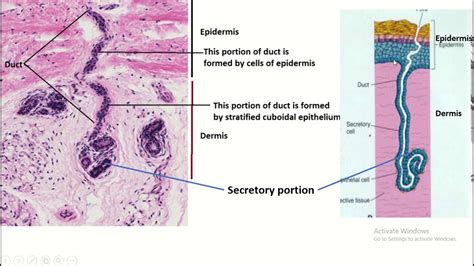 Eccrine Sweat Gland Part Distribution Functions And Histological