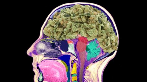 No Weed Wont Rot Your Brain