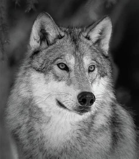 Grey Wolf Bw Portrait Photograph By Athena Mckinzie Fine Art America