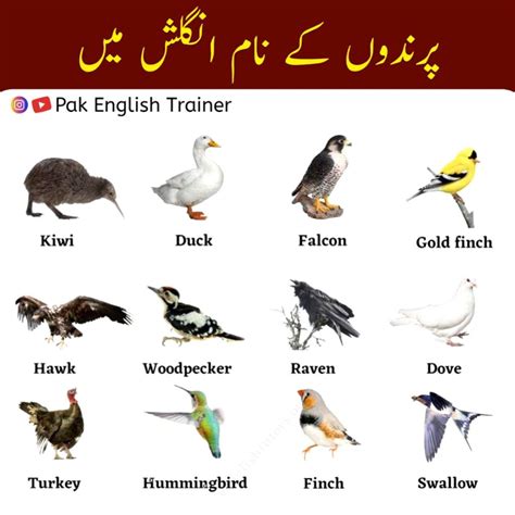 Names Of Birds In English Spoken English Vocabulary In 2022 Vocabulary Names Of Birds