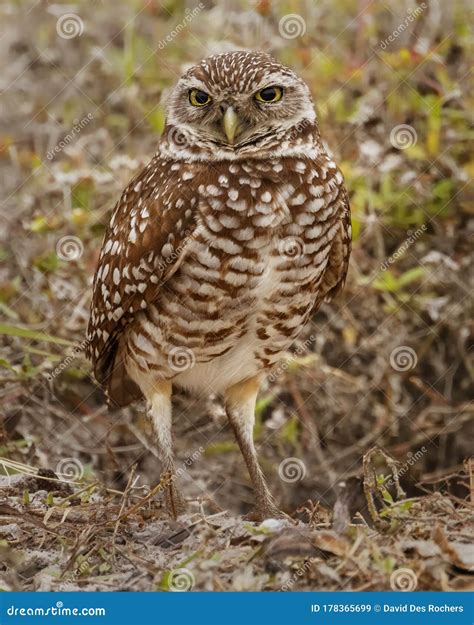 Florida Burrowing Owl Athene Cunicularia Floridana Stock Image Image