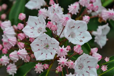 How To Grow And Care For Mountain Laurel