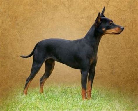 English Toy Terrier Black And Tan Info Puppies Pictures