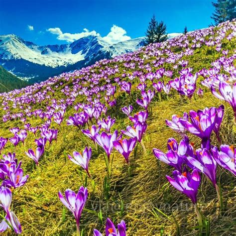 Spring Flowers Alps Wallpapers Wallpaper Cave